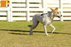 Mehr über den Artikel erfahren Kanaan-Hund Züchter und Welpen in der Provence-Alpes-Côte d’Azur