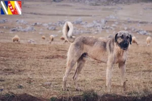 Mehr über den Artikel erfahren Kangal Züchter und Welpen in Grand Est