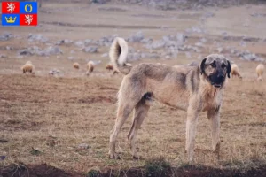 Mehr über den Artikel erfahren Kangal Züchter und Welpen in Hradec Králové