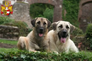 Mehr über den Artikel erfahren Kangal Züchter und Welpen in Kärnten