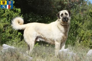 Mehr über den Artikel erfahren Kangal Züchter und Welpen in Mähren-Schlesien