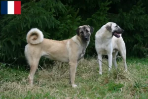 Mehr über den Artikel erfahren Kangal Züchter und Welpen auf Réunion