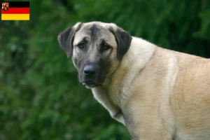 Mehr über den Artikel erfahren Kangal Züchter und Welpen in Rheinland-Pfalz