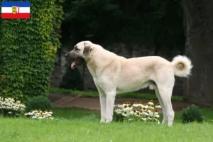 Mehr über den Artikel erfahren Kangal Züchter und Welpen in Schleswig-Holstein