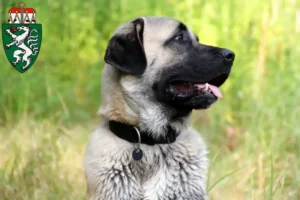 Mehr über den Artikel erfahren Kangal Züchter und Welpen in der Steiermark