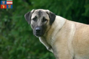 Mehr über den Artikel erfahren Kangal Züchter und Welpen in Südmähren