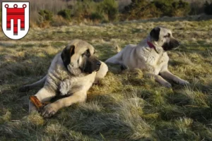 Mehr über den Artikel erfahren Kangal Züchter und Welpen in Vorarlberg