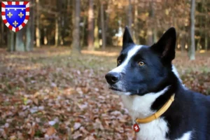 Mehr über den Artikel erfahren Karelischer Bärenhund Züchter und Welpen in Centre-Val de Loire