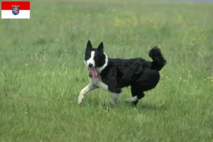 Mehr über den Artikel erfahren Karelischer Bärenhund Züchter und Welpen in Hessen