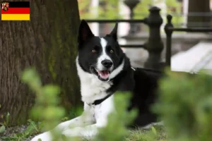 Mehr über den Artikel erfahren Karelischer Bärenhund Züchter und Welpen in Rheinland-Pfalz