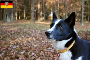 Mehr über den Artikel erfahren Karelischer Bärenhund Züchter und Welpen im Saarland