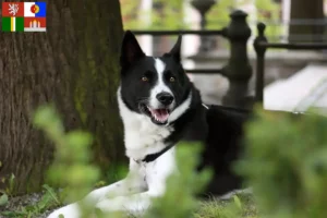 Mehr über den Artikel erfahren Karelischer Bärenhund Züchter und Welpen in Südböhmen