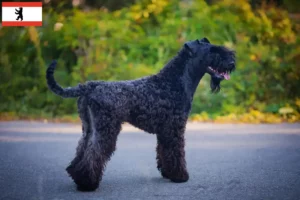 Mehr über den Artikel erfahren Kerry Blue Terrier Züchter und Welpen in Berlin