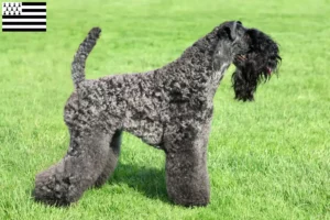 Mehr über den Artikel erfahren Kerry Blue Terrier Züchter und Welpen in der Bretagne