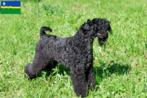 Mehr über den Artikel erfahren Kerry Blue Terrier Züchter und Welpen in Flevoland