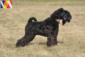 Mehr über den Artikel erfahren Kerry Blue Terrier Züchter und Welpen in Grand Est