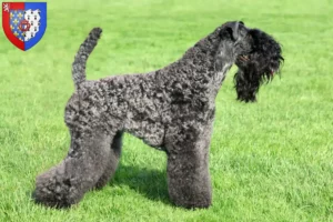 Mehr über den Artikel erfahren Kerry Blue Terrier Züchter und Welpen in Pays de la Loire