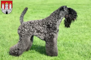 Mehr über den Artikel erfahren Kerry Blue Terrier Züchter und Welpen in Salzburg