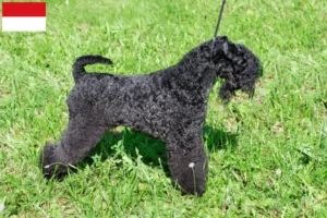 Mehr über den Artikel erfahren Kerry Blue Terrier Züchter und Welpen in Wien