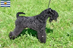 Mehr über den Artikel erfahren Kerry Blue Terrier Züchter und Welpen in Zeeland