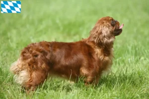 Mehr über den Artikel erfahren King Charles Spaniel Züchter und Welpen in Bayern