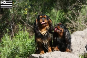 Mehr über den Artikel erfahren King Charles Spaniel Züchter und Welpen in der Bretagne