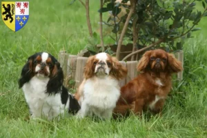 Mehr über den Artikel erfahren King Charles Spaniel Züchter und Welpen in Hauts-de-France