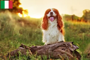 Mehr über den Artikel erfahren King Charles Spaniel Züchter und Welpen in Italien