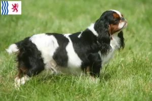 Mehr über den Artikel erfahren King Charles Spaniel Züchter und Welpen in Nouvelle-Aquitaine