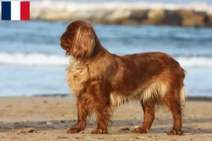 Mehr über den Artikel erfahren King Charles Spaniel Züchter und Welpen auf Réunion