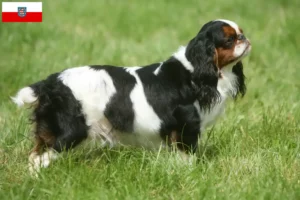 Mehr über den Artikel erfahren King Charles Spaniel Züchter und Welpen in Thüringen