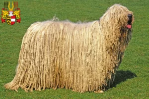 Mehr über den Artikel erfahren Komondor Züchter und Welpen in Kärnten