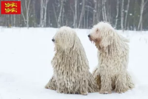 Mehr über den Artikel erfahren Komondor Züchter und Welpen in der Normandie