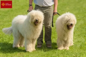 Mehr über den Artikel erfahren Komondor Züchter und Welpen in Okzitanien