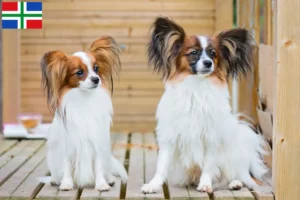 Mehr über den Artikel erfahren Kontinentaler Zwergspaniel Züchter und Welpen in Groningen