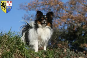 Mehr über den Artikel erfahren Kontinentaler Zwergspaniel Züchter und Welpen in Hauts-de-France