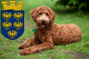 Mehr über den Artikel erfahren Labradoodle Züchter und Welpen in Niederösterreich