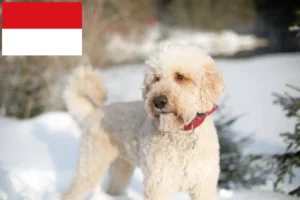 Mehr über den Artikel erfahren Labradoodle Züchter und Welpen in Wien