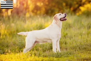 Mehr über den Artikel erfahren Labrador Züchter und Welpen in der Bretagne