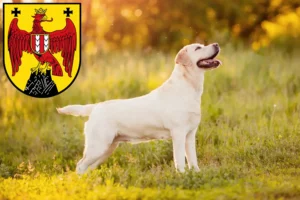 Mehr über den Artikel erfahren Labrador Züchter und Welpen im Burgenland