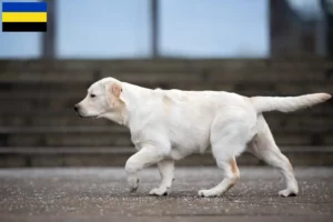 Mehr über den Artikel erfahren Labrador Züchter und Welpen in Gelderland