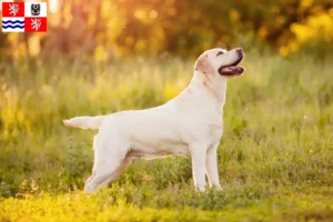 Mehr über den Artikel erfahren Labrador Züchter und Welpen in Mittelböhmen