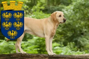 Mehr über den Artikel erfahren Labrador Züchter und Welpen in Niederösterreich