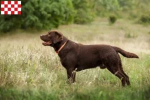 Mehr über den Artikel erfahren Labrador Züchter und Welpen in Nordbrabant