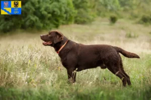 Mehr über den Artikel erfahren Labrador Züchter und Welpen in Olmütz