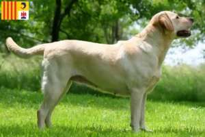 Mehr über den Artikel erfahren Labrador Züchter und Welpen in der Provence-Alpes-Côte d’Azur