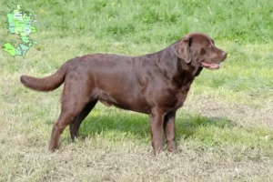 Mehr über den Artikel erfahren Labrador Züchter und Welpen in Sjælland