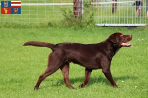 Mehr über den Artikel erfahren Labrador Züchter und Welpen in Südmähren