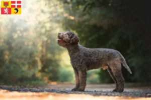 Mehr über den Artikel erfahren Lagotto Romagnolo Züchter und Welpen in Auvergne-Rhône-Alpes