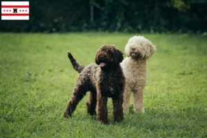 Mehr über den Artikel erfahren Lagotto Romagnolo Züchter und Welpen in Drenthe